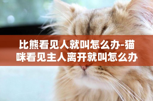 比熊看見人就叫怎么辦-貓咪看見主人離開就叫怎么辦