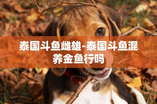 泰國斗魚雌雄-泰國斗魚混養金魚行嗎