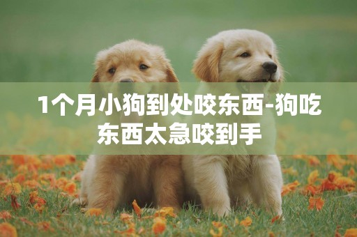 1個月小狗到處咬東西-狗吃東西太急咬到手