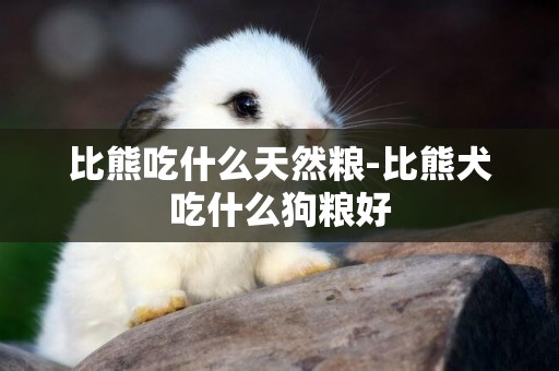 比熊吃什么天然糧-比熊犬吃什么狗糧好