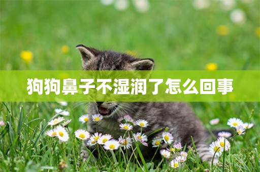 狗狗鼻子不濕潤了怎么回事