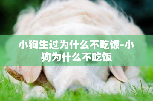 小狗生過為什么不吃飯-小狗為什么不吃飯