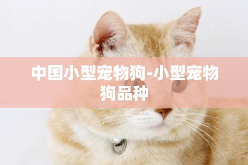 中國小型寵物狗-小型寵物狗品種