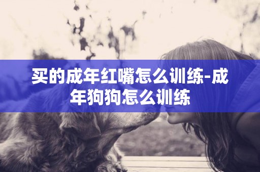 買的成年紅嘴怎么訓練-成年狗狗怎么訓練