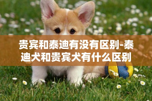 貴賓和泰迪有沒有區別-泰迪犬和貴賓犬有什么區別