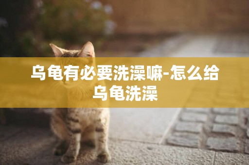 烏龜有必要洗澡嘛-怎么給烏龜洗澡