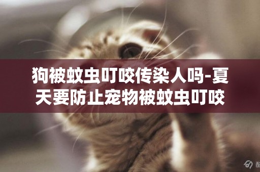 狗被蚊蟲叮咬傳染人嗎-夏天要防止寵物被蚊蟲叮咬