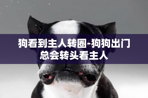 狗看到主人轉圈-狗狗出門總會轉頭看主人