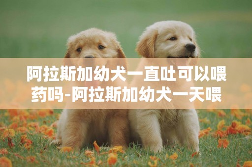 阿拉斯加幼犬一直吐可以喂藥嗎-阿拉斯加幼犬一天喂幾次