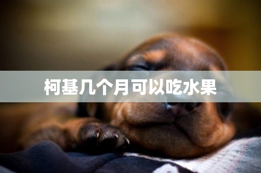 柯基幾個月可以吃水果