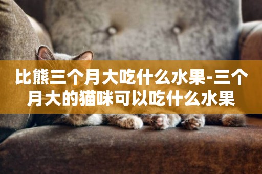 比熊三個月大吃什么水果-三個月大的貓咪可以吃什么水果