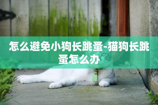 怎么避免小狗長跳蚤-貓狗長跳蚤怎么辦