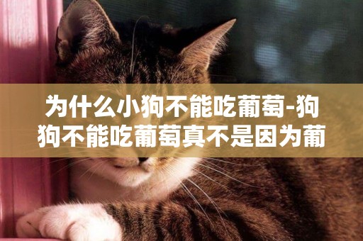 為什么小狗不能吃葡萄-狗狗不能吃葡萄真不是因為葡萄酸