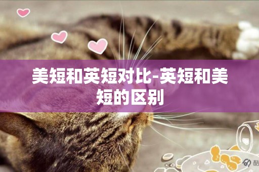 美短和英短對比-英短和美短的區別