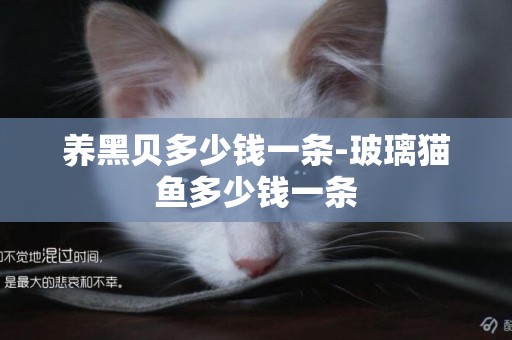 養黑貝多少錢一條-玻璃貓魚多少錢一條