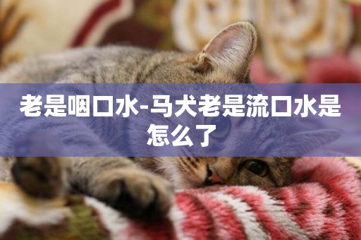 老是咽口水-馬犬老是流口水是怎么了