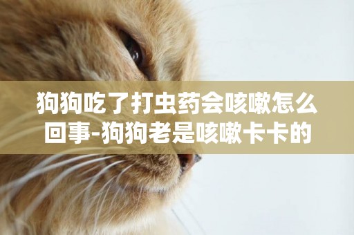 狗狗吃了打蟲藥會咳嗽怎么回事-狗狗老是咳嗽卡卡的怎么回事