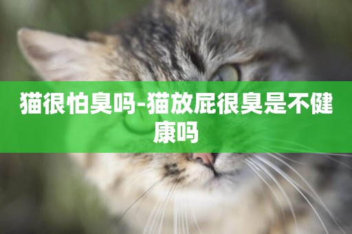 貓很怕臭嗎-貓放屁很臭是不健康嗎