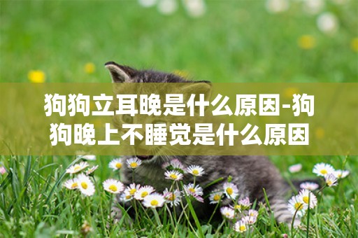 狗狗立耳晚是什么原因-狗狗晚上不睡覺是什么原因