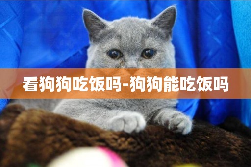 看狗狗吃飯嗎-狗狗能吃飯嗎