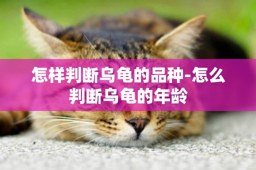 怎樣判斷烏龜的品種-怎么判斷烏龜的年齡