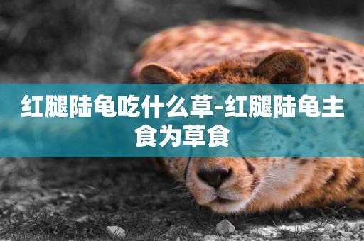 紅腿陸龜吃什么草-紅腿陸龜主食為草食