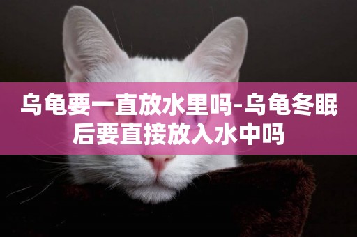 烏龜要一直放水里嗎-烏龜冬眠后要直接放入水中嗎