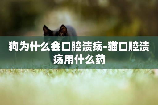 狗為什么會口腔潰瘍-貓口腔潰瘍用什么藥