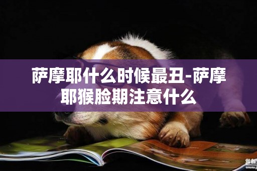 薩摩耶什么時候最丑-薩摩耶猴臉期注意什么