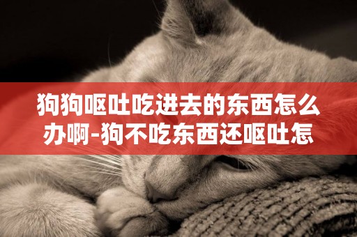 狗狗嘔吐吃進去的東西怎么辦啊-狗不吃東西還嘔吐怎么辦