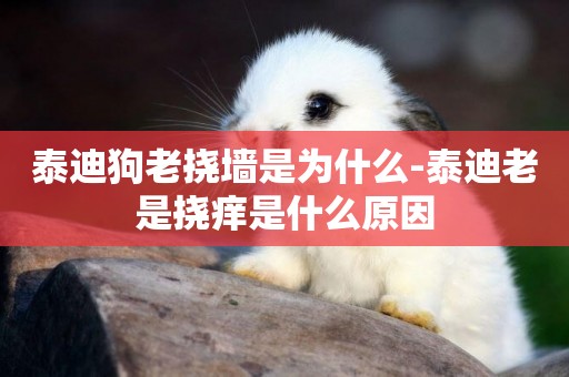 泰迪狗老撓墻是為什么-泰迪老是撓癢是什么原因