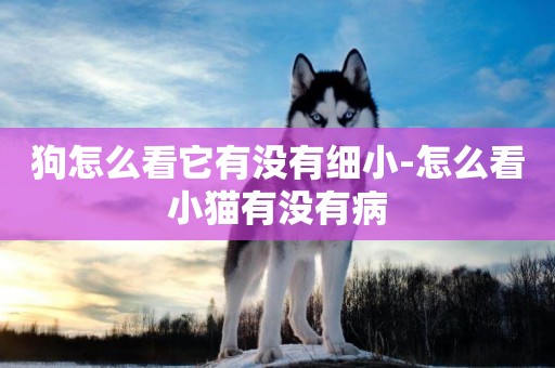 狗怎么看它有沒有細小-怎么看小貓有沒有病