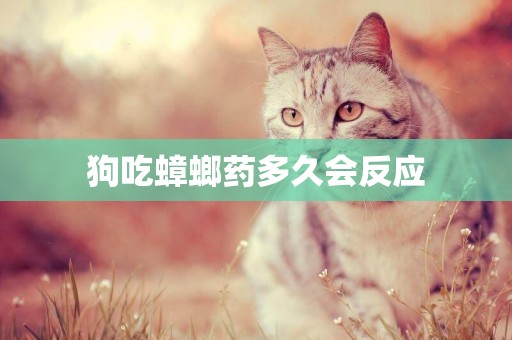 狗吃蟑螂藥多久會反應