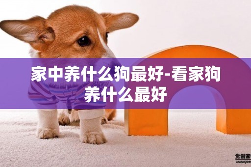 家中養什么狗最好-看家狗養什么最好