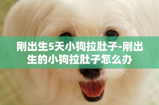 剛出生5天小狗拉肚子-剛出生的小狗拉肚子怎么辦
