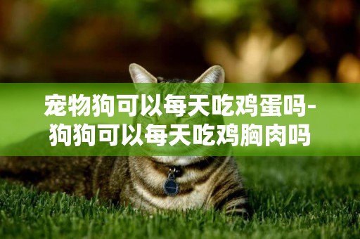 寵物狗可以每天吃雞蛋嗎-狗狗可以每天吃雞胸肉嗎