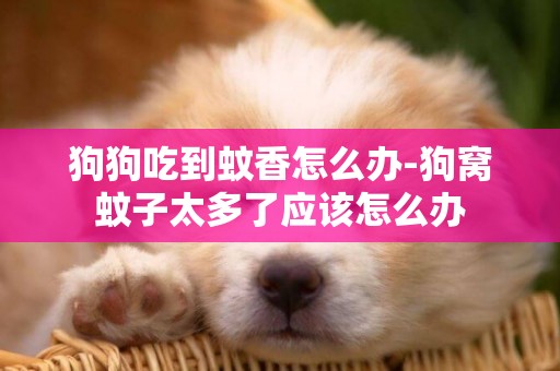 狗狗吃到蚊香怎么辦-狗窩蚊子太多了應該怎么辦