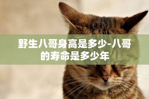 野生八哥身高是多少-八哥的壽命是多少年