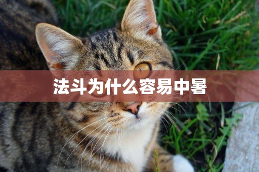 法斗為什么容易中暑