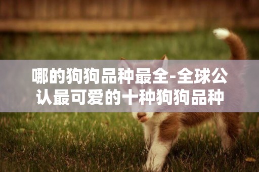 哪的狗狗品種最全-全球公認最可愛的十種狗狗品種