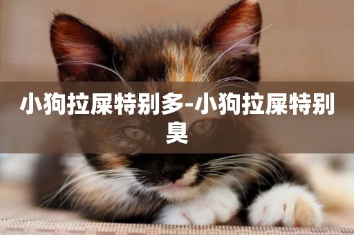 小狗拉屎特別多-小狗拉屎特別臭