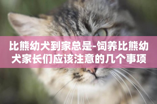 比熊幼犬到家總是-飼養比熊幼犬家長們應該注意的幾個事項