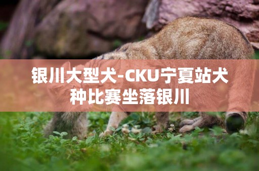 銀川大型犬-CKU寧夏站犬種比賽坐落銀川