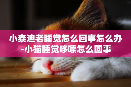 小泰迪老睡覺怎么回事怎么辦-小貓睡覺哆嗦怎么回事
