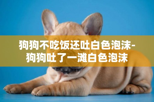 狗狗不吃飯還吐白色泡沫-狗狗吐了一灘白色泡沫