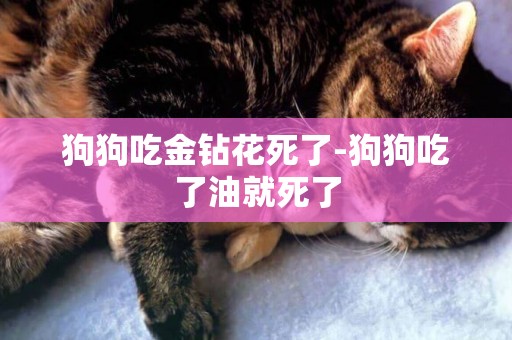 狗狗吃金鉆花死了-狗狗吃了油就死了