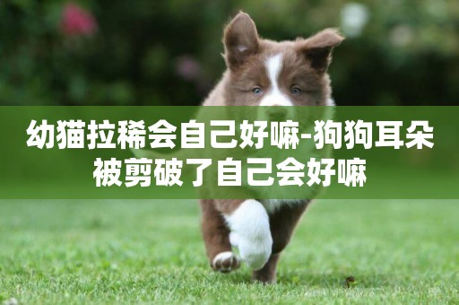 幼貓拉稀會自己好嘛-狗狗耳朵被剪破了自己會好嘛
