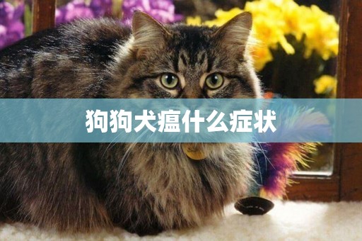 狗狗犬瘟什么癥狀