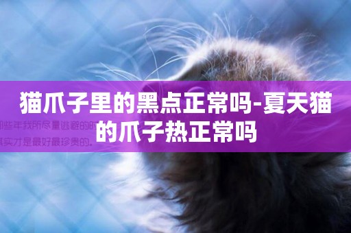 貓爪子里的黑點正常嗎-夏天貓的爪子熱正常嗎
