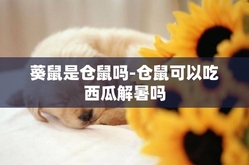 葵鼠是倉鼠嗎-倉鼠可以吃西瓜解暑嗎